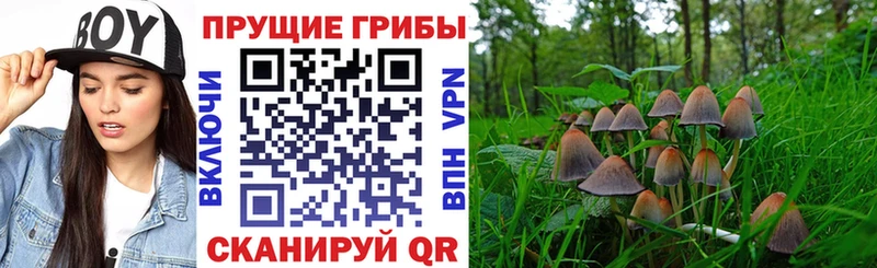хочу   Юрьев-Польский  Псилоцибиновые грибы ЛСД 